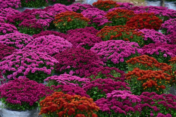 Elevate your space with stylish juliet balconies