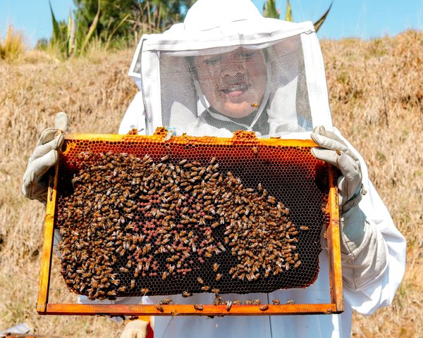 How to apply for the 2023 UK Bee Conservation Grant for local communities?